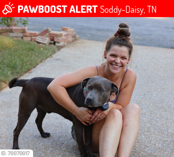 Lost Male Dog last seen Rolling Hills neighborhood; Hixson Pike, Soddy-Daisy, TN 37379