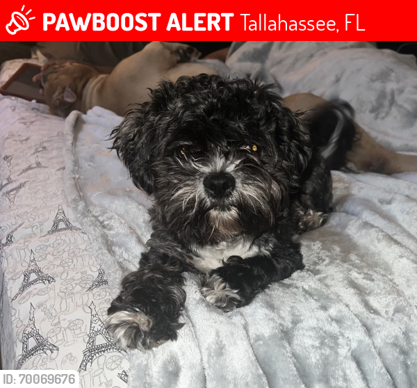 Lost Male Dog last seen Before Richview Rd and Park Ave , Tallahassee, FL 32301