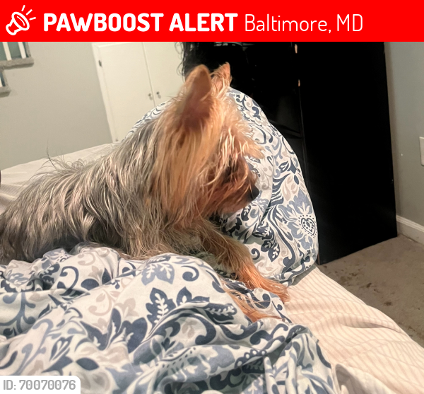 Lost Female Dog last seen E cold spring & Alameda , Baltimore, MD 21212
