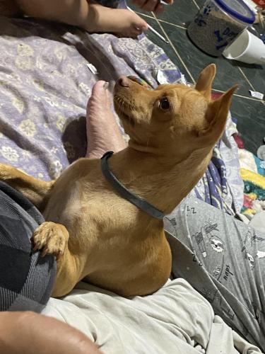 Lost Male Dog last seen 30th and Ave F, Lubbock, TX 79410