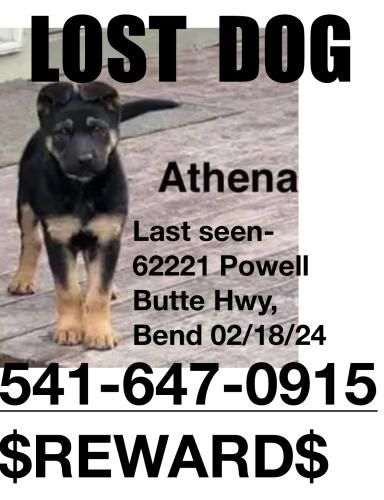 Lost Female Dog last seen Powell butte hwy , Bend, OR 97701