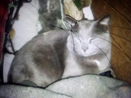 Lost Female Cat last seen Near Cummings Hwy , Chattanooga, TN 37419