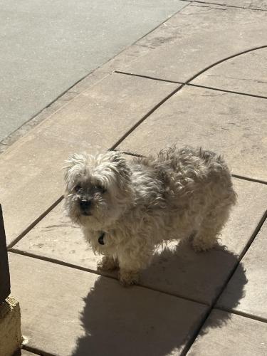 Lost Unknown Dog last seen Corte Sol residential housing , Camarillo, CA 93010
