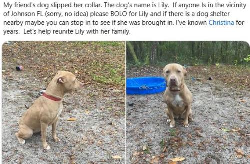 Lost Female Dog last seen Johnson, FL, Putnam County, FL 32640