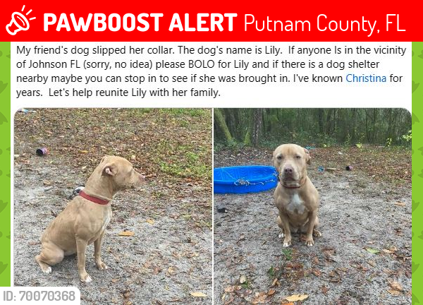 Lost Female Dog last seen Johnson, FL, Putnam County, FL 32640