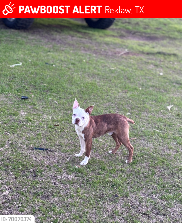 Lost Male Dog last seen Post Office , Reklaw, TX 75784