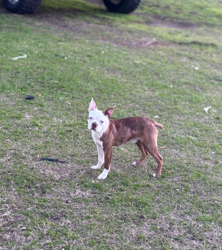 Lost Male Dog last seen Post Office , Reklaw, TX 75784
