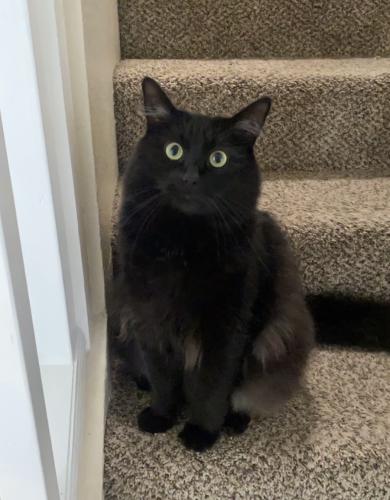 Lost Male Cat last seen Country Club, Rohnert Park, CA 94928