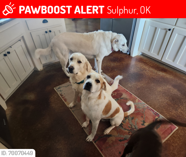 Lost Male Dog last seen County Red Bud and 177, Sulphur, OK 73086