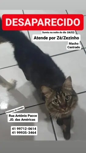 Lost Male Cat last seen Condor jardim das americas , Jardim das Américas, PR 81540-040