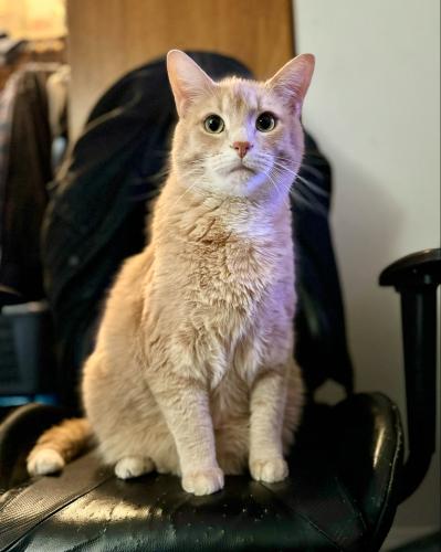 Lost Male Cat last seen Holly Ct , Orland Park, IL 60462