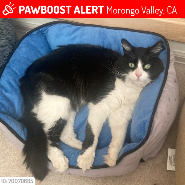 Lost Male Cat last seen Vista Drive and Pinon , Morongo Valley, CA 92256