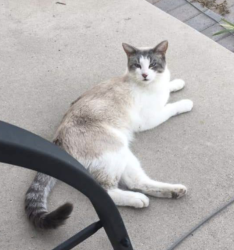 Lost Male Cat last seen Near east 4600 south, Millcreek, UT 84107