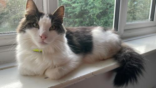 Lost Male Cat last seen In the woods behind castle lane, Chandler's Ford, England SO53 4NX
