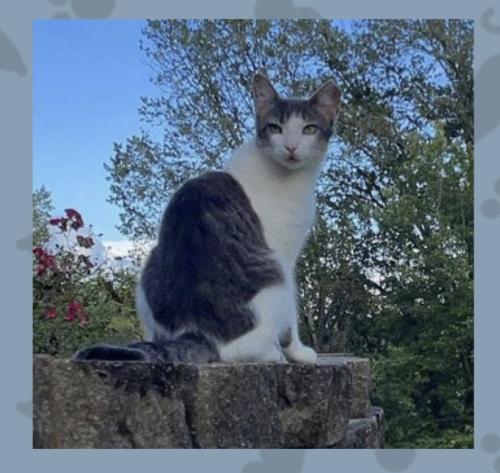 Lost Female Cat last seen Red bank rd , Evansville, IN 47720