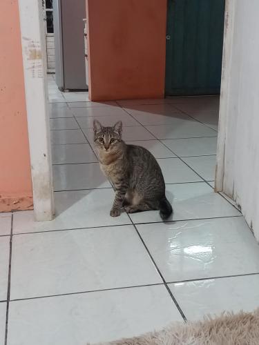 Lost Female Cat last seen Perto da Unimed , Iguaçu, PR 83701-050