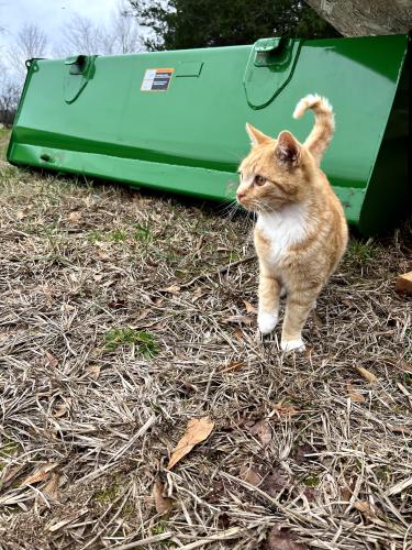 Lost Male Cat last seen Near Piney Grove Ranch, Gray Court, SC 29645