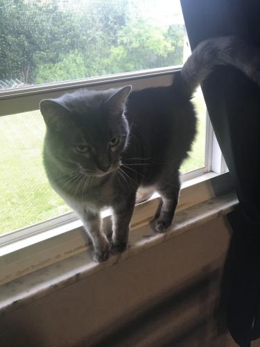 Lost Female Cat last seen Likely close to purple door church on Columbus street, or Monterey elementary school, Grove City, OH 43123