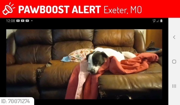Lost Male Dog last seen Near glenda st apt b exeter mo , Exeter, MO 65647