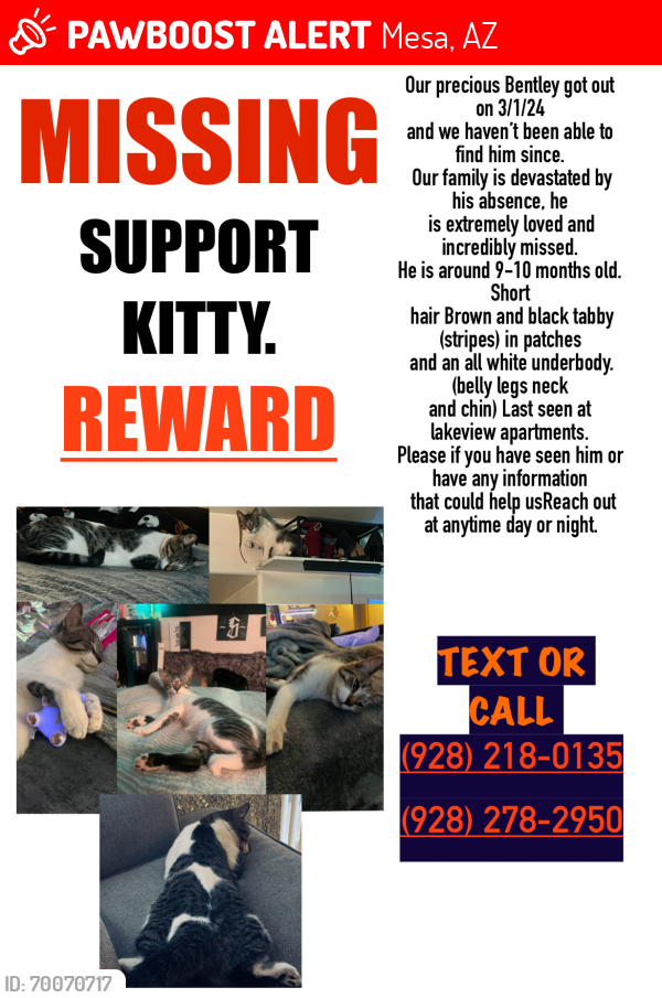 Lost Male Cat last seen S. Power Rd & Superstition Springs Blvd lakeview apmts , Mesa, AZ 85206
