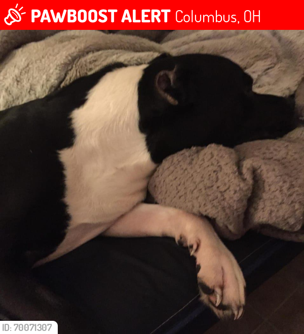 Lost Male Dog last seen ray and oakley, Columbus, OH 43204