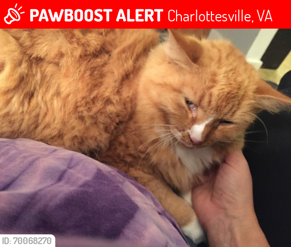 Lost Male Cat last seen Woodlands apmts , Charlottesville, VA 22903