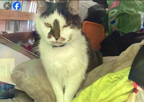 Lost Male Cat last seen Lafayette and New Zealand ave Seabrook, NH, Seabrook, NH 03874