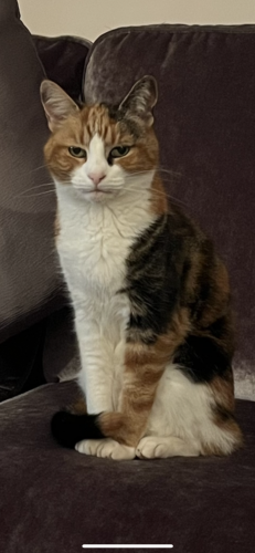 Lost Female Cat last seen Upminster, , England RM14