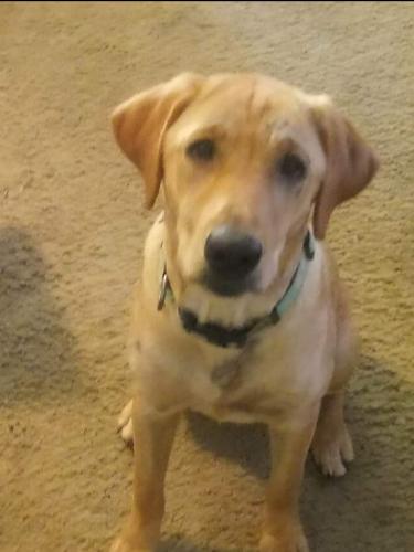 Lost Female Dog last seen Behind Central Elementary in Mabank, Mabank, TX 75147