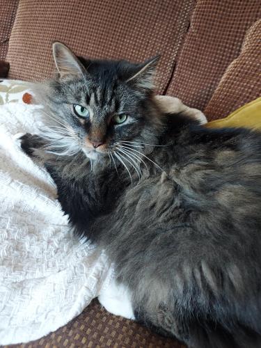 Lost Male Cat last seen Gibbs rd and heritage Hills dr, Union County, GA 30512