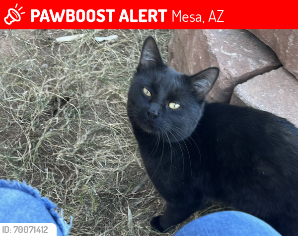 Lost Male Cat last seen Ellsworth and Baseline , Mesa, AZ 85209