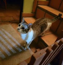 Lost Female Cat last seen PebbleBeach and Jefferson , Chiriaco Summit, CA 92201
