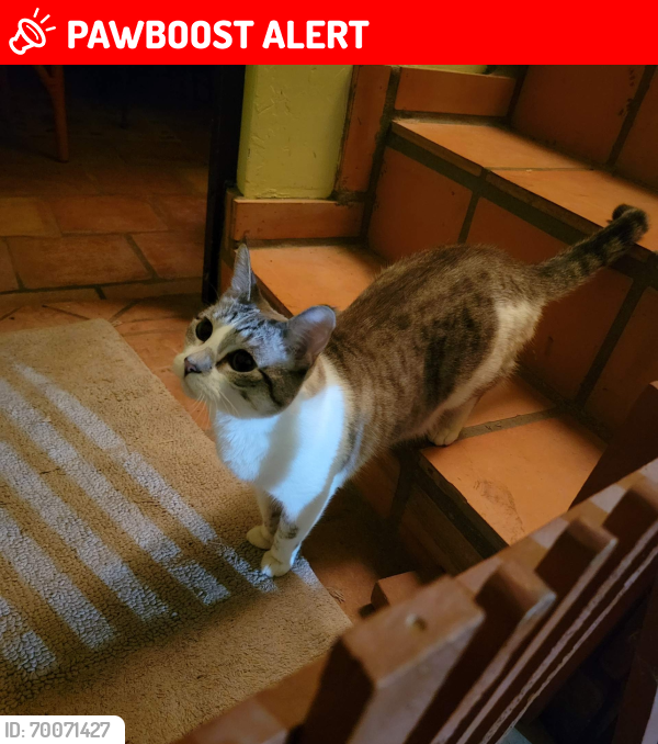 Lost Female Cat last seen PebbleBeach and Jefferson , Chiriaco Summit, CA 92201