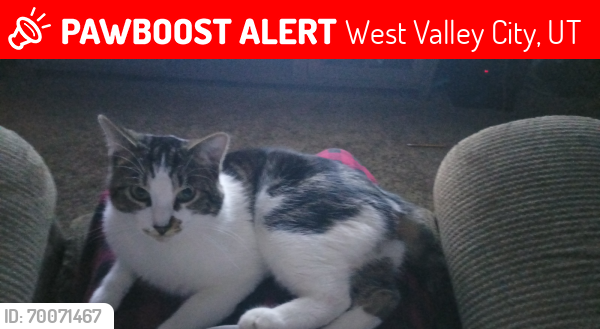 Lost Male Cat last seen Near South 5260 West , West Valley City, UT 84120