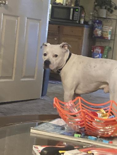 Lost Male Dog last seen Food lion Shopoing center , Rocky Mount, NC 27801