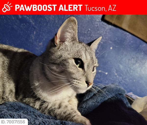Lost Female Cat last seen Rosemont and 4th, Tucson, AZ 85711