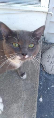 Lost Male Cat last seen Neighborhood, West Warwick, RI 02893