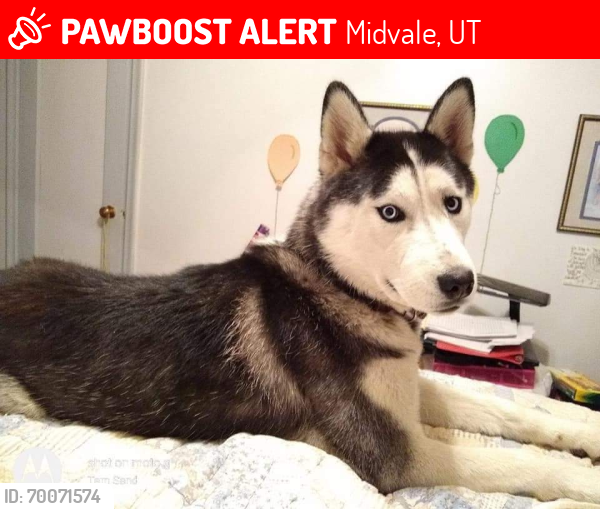 Lost Female Dog last seen Midvale utah , Midvale, UT 84047