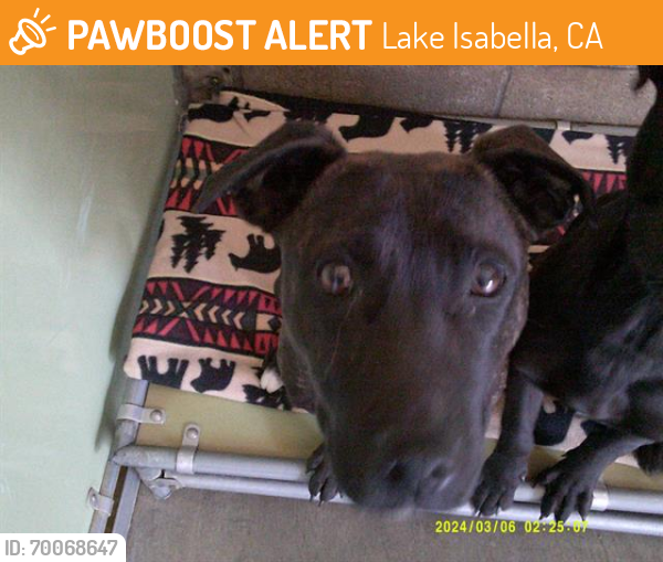 Shelter Stray Female Dog last seen KERN CYN RD/BOREL RD, Lake Isabella, CA 93240