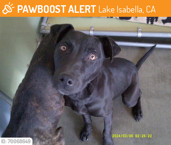 Shelter Stray Female Dog last seen KERN CYN RD/BOREL RD, Lake Isabella, CA 93240