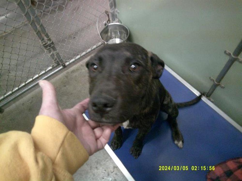 Shelter Stray Male Dog last seen KERN CYN RD/BOREL RD, Lake Isabella, CA 93240