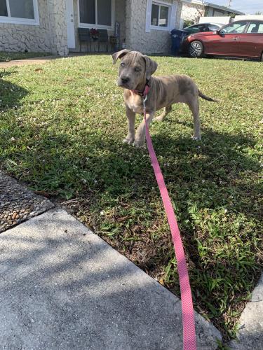 Lost Female Dog last seen IN COMPLEX, Miami, FL 33150