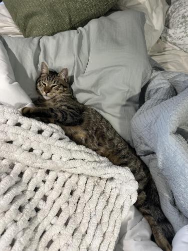 Lost Male Cat last seen County Road 127, Pearland, TX 77581