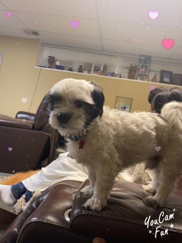 Lost Male Dog last seen Winands and Scotts Level Roads, Pikesville, MD 21208