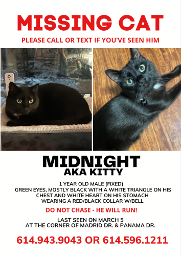 Lost Male Cat last seen Near Madrid Drive Columbus Ohio , Westerville, OH 43081