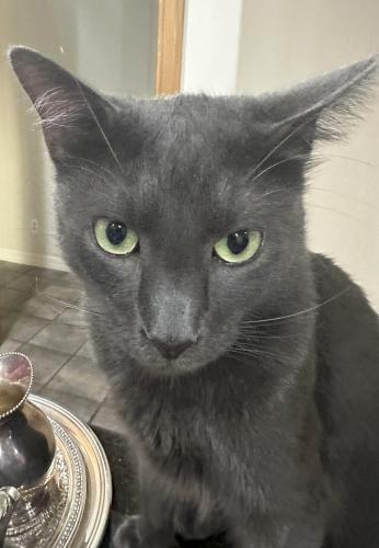 Lost Male Cat last seen Close to Carlton Woods, The Woodlands, Spring, TX 77382