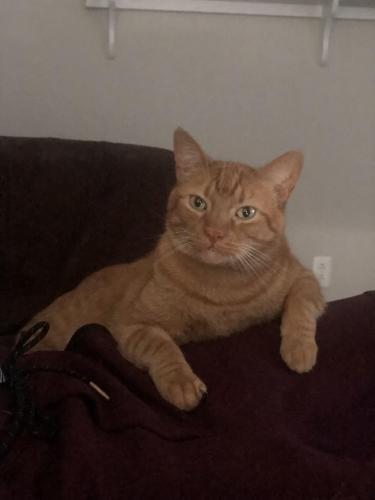 Lost Male Cat last seen Near the Freddy’s on Wilma Rudolph , Clarksville, TN 37040