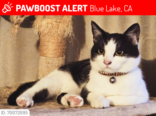 Lost Female Cat last seen Near Highway 299, Blue Lake CA, Blue Lake, CA 95525