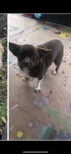 Lost Female Dog last seen Roseway st, Anna, TX 75409
