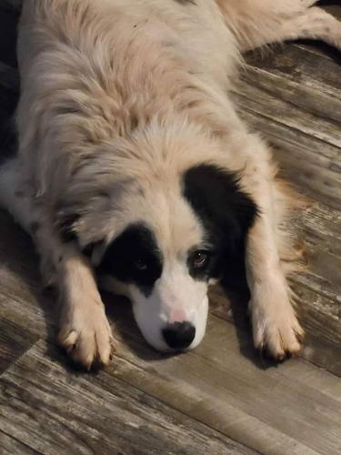 Lost Male Dog last seen Clinton , Abilene, TX 79603
